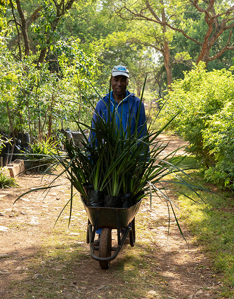 man with wheelbarrow